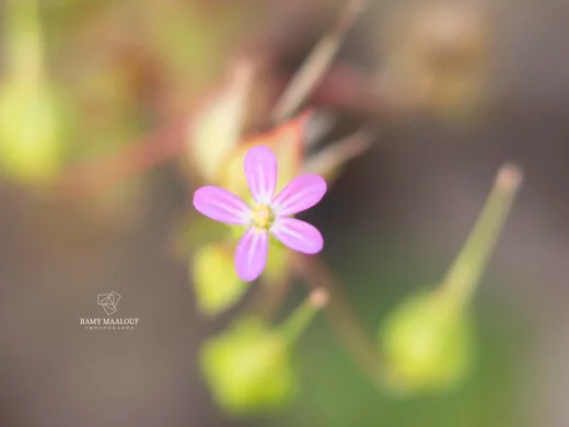 Geranium lucidum