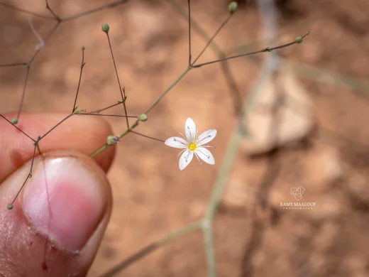 Gypsophila damascena