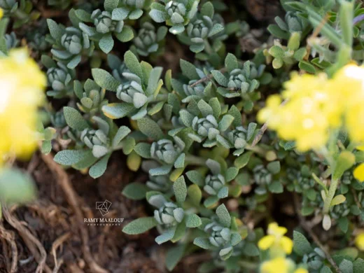 Odontarrhena condensata subsp. flexibilis