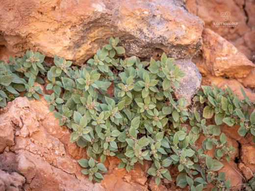 عشبة الدم