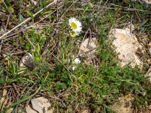 Tripleurospermum oreades