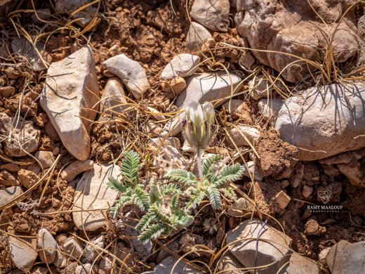Astragalus lanatus