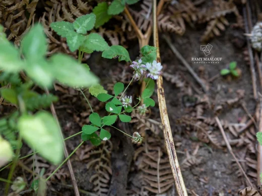Trifolium erubescens