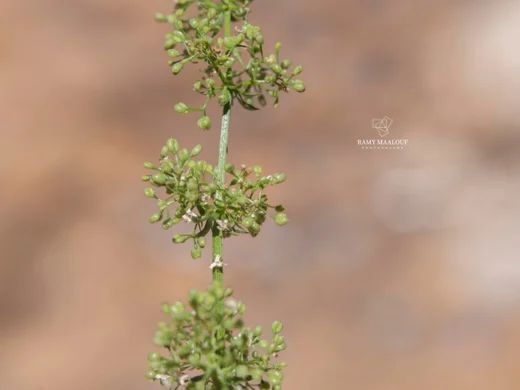 Galium samuelssonii
