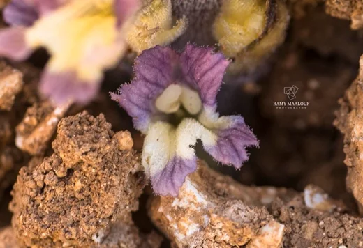 Orobanche astragali