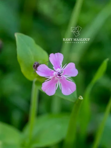 Silene aegyptiaca