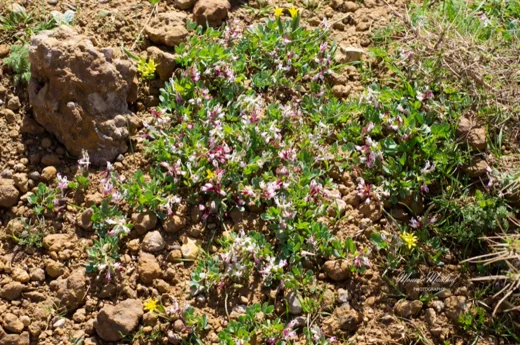 Corydalis erdelii