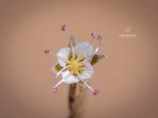 Bufonia ephedrina