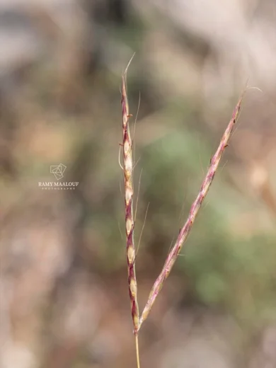 Andropogon distachyos