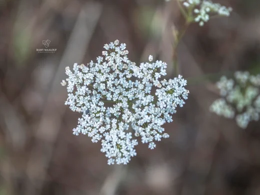 Pimpinella peregrina