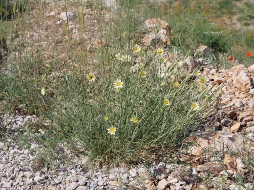 Tragopogon buphthalmoides