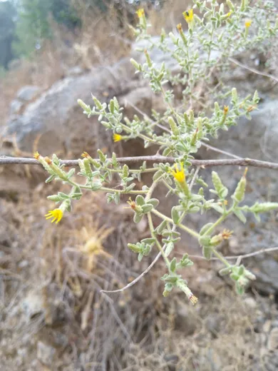 نسب المصنف - غير تجاري 4.0 دولي (CC BY-NC 4.0)- i naturalist.