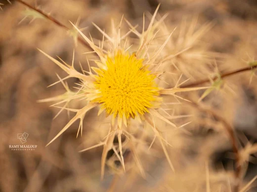 Carlina curetum subsp. orientalis