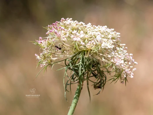 Daucus carota subsp. maximus