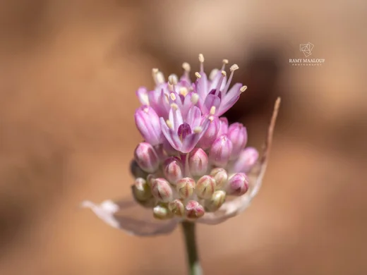 Allium rupicola