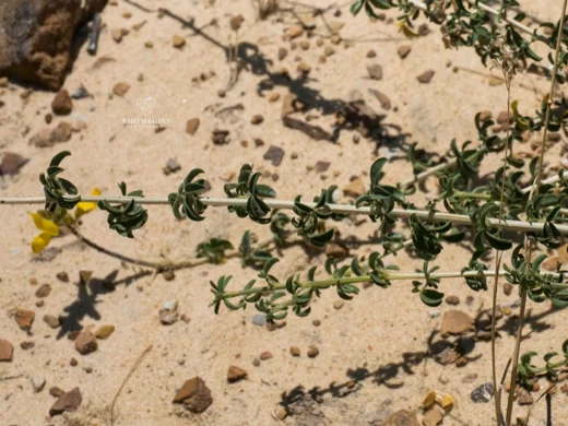 Adenocarpus complicatus