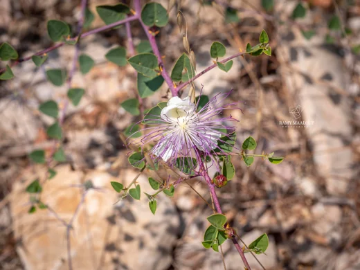 Capparis zoharyi