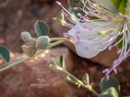 Capparis spinosa subsp. parviflora