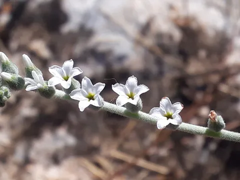 نسب المصنف - غير تجاري 4.0 دولي (CC BY-NC 4.0)- i naturalist.