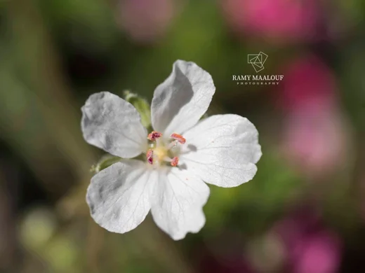 Erodium trichomanifolium var. alb