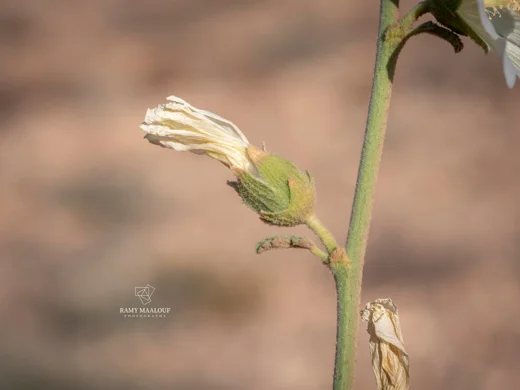 Alcea damascena