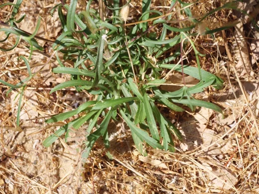 Lomelosia argentea