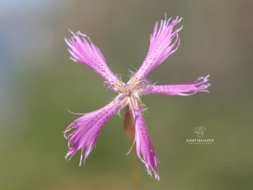 Dianthus orientalis subsp. nassireddinii