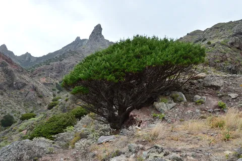 نسب المصنف - غير تجاري 4.0 دولي (CC BY-NC 4.0)- i naturalist.