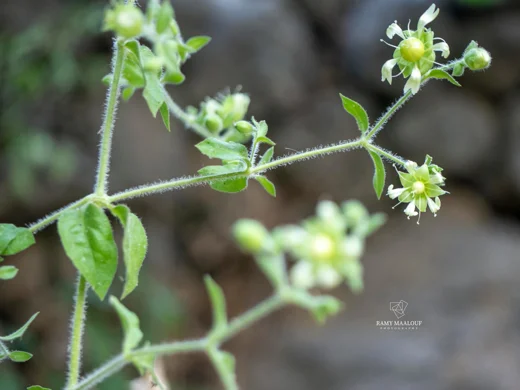 Silene baccifera