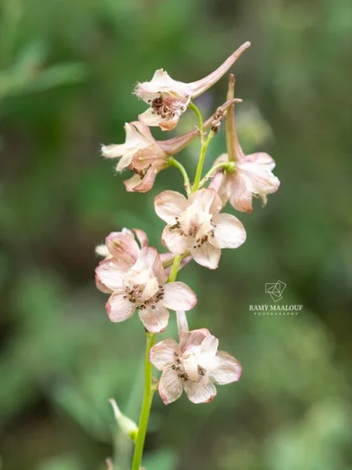 Delphinium fissum subsp. ithaburense