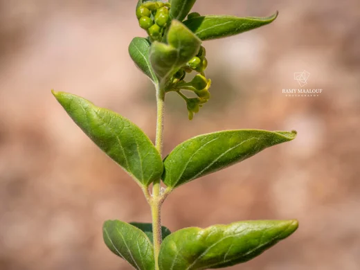 Vincetoxicum dionysiense