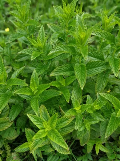 نعنع