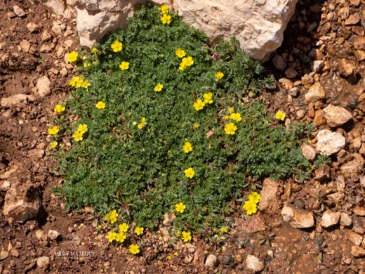 Potentilla geranioides subsp. syriaca
