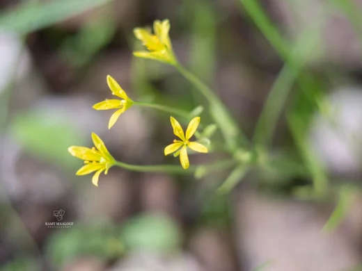 Gagea gageoides