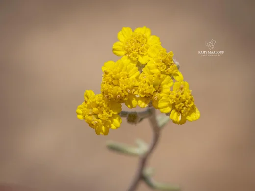 قيصوم منجلي