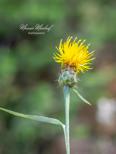 Centaurea cheirolopha