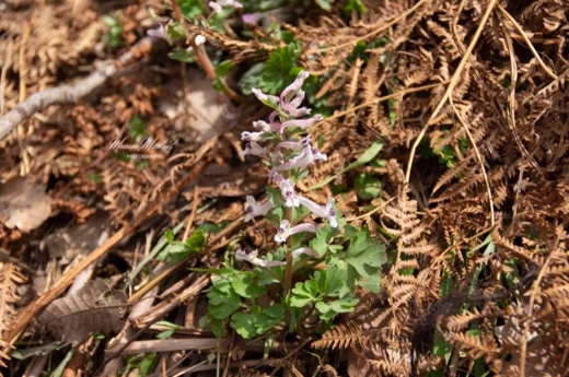 Corydalis triternata