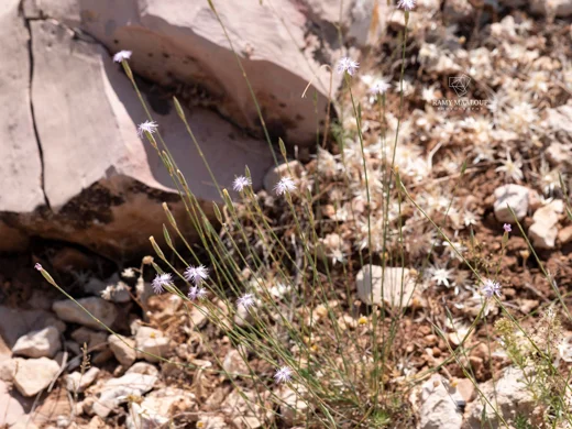Dianthus marinae