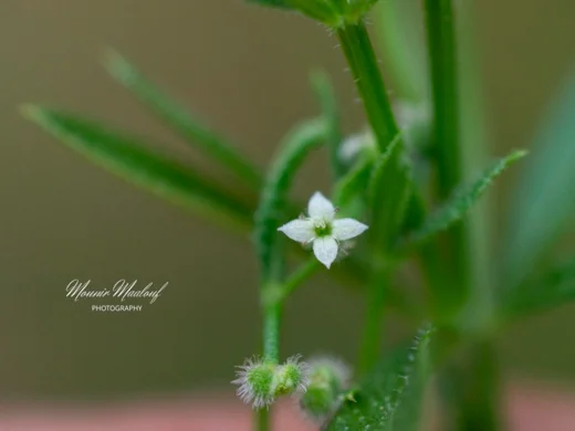 Galium aparine