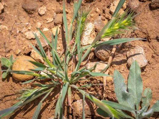 Heteranthelium piliferum