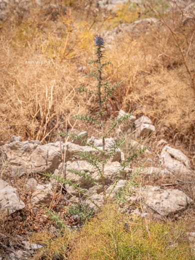 Echinops spinosissimus subsp. macrolepis