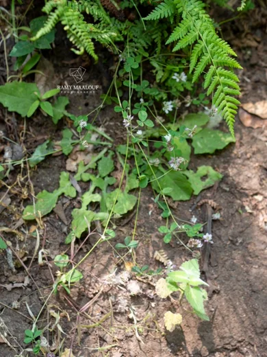 Trifolium erubescens