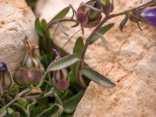 Campanula stricta var. libanotica