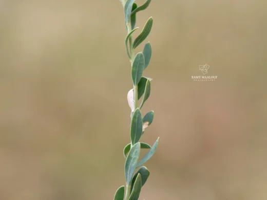 Telephium imperati subsp. orientale