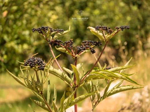 Sambucus ebulus