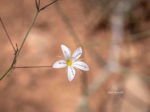 Gypsophila damascena
