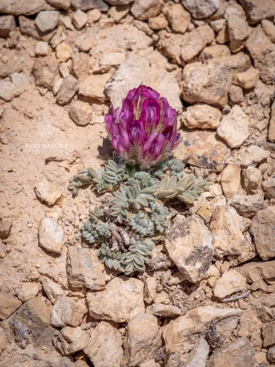 Astragalus kurnet-es-saudae