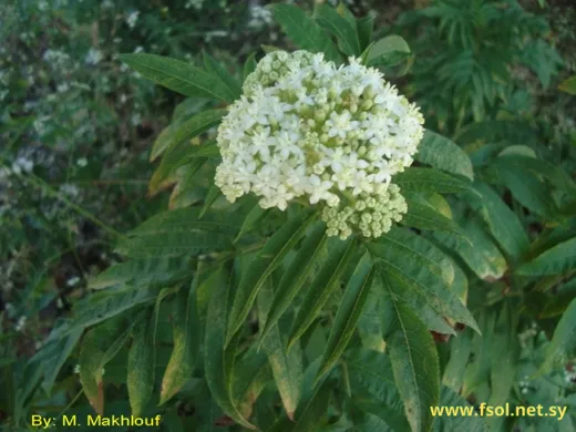 Sambucus ebulus