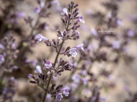 Clinopodium libanoticum