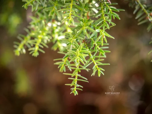 Juniperus deltoides